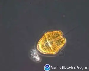Citizen Science