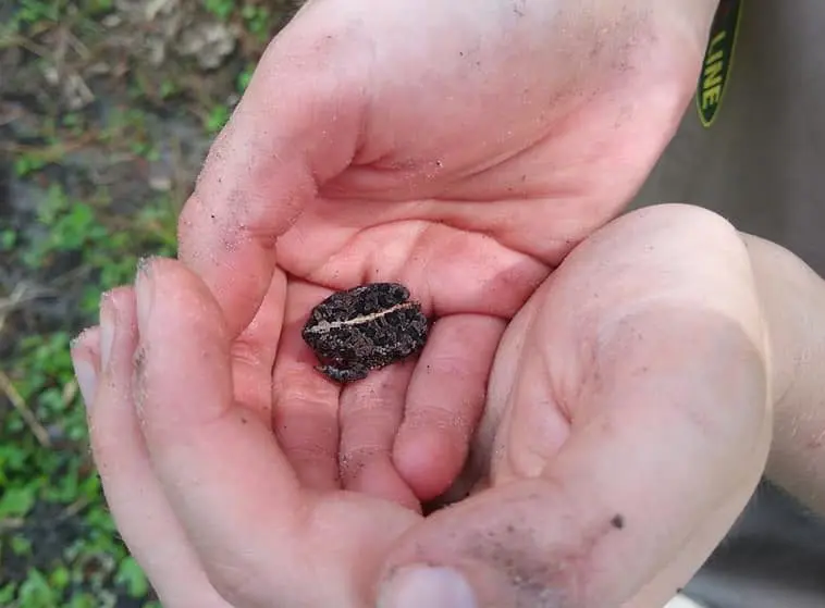 Frog_2