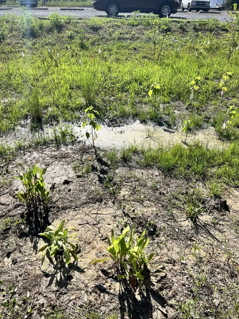 Pictures of plants