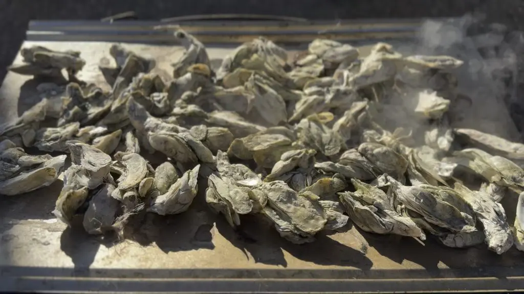 Oysters roasting and steaming