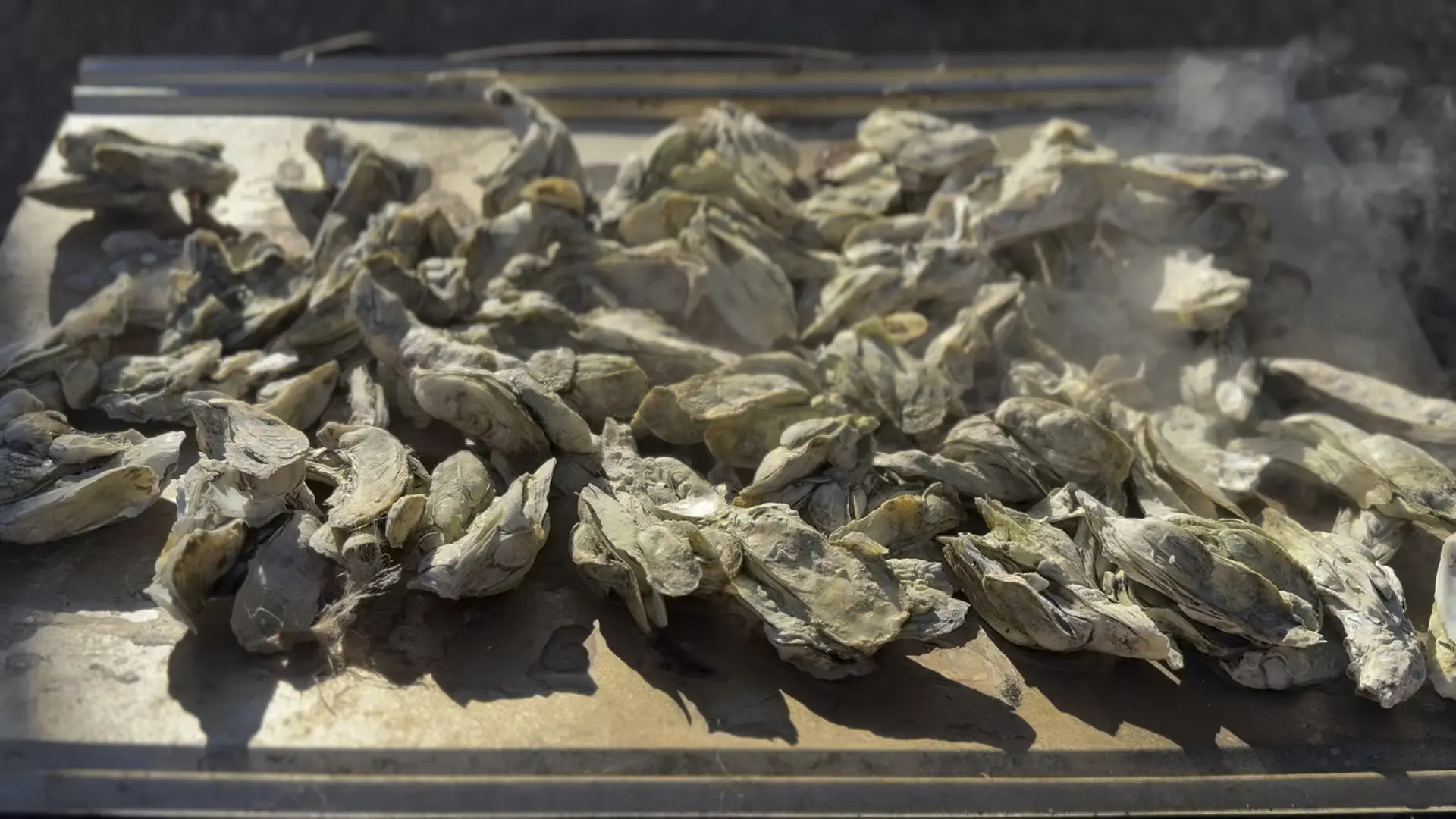 Oysters roasting and steaming