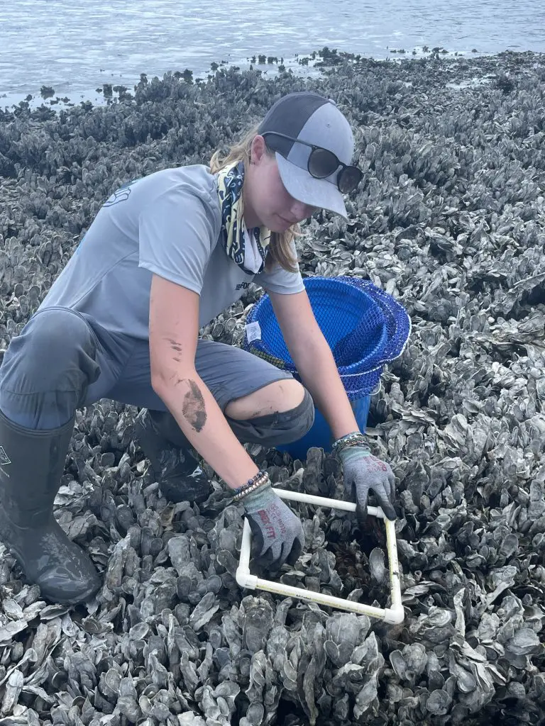 Woman crouching on oyster bed with a square quadrat and a blue bucket