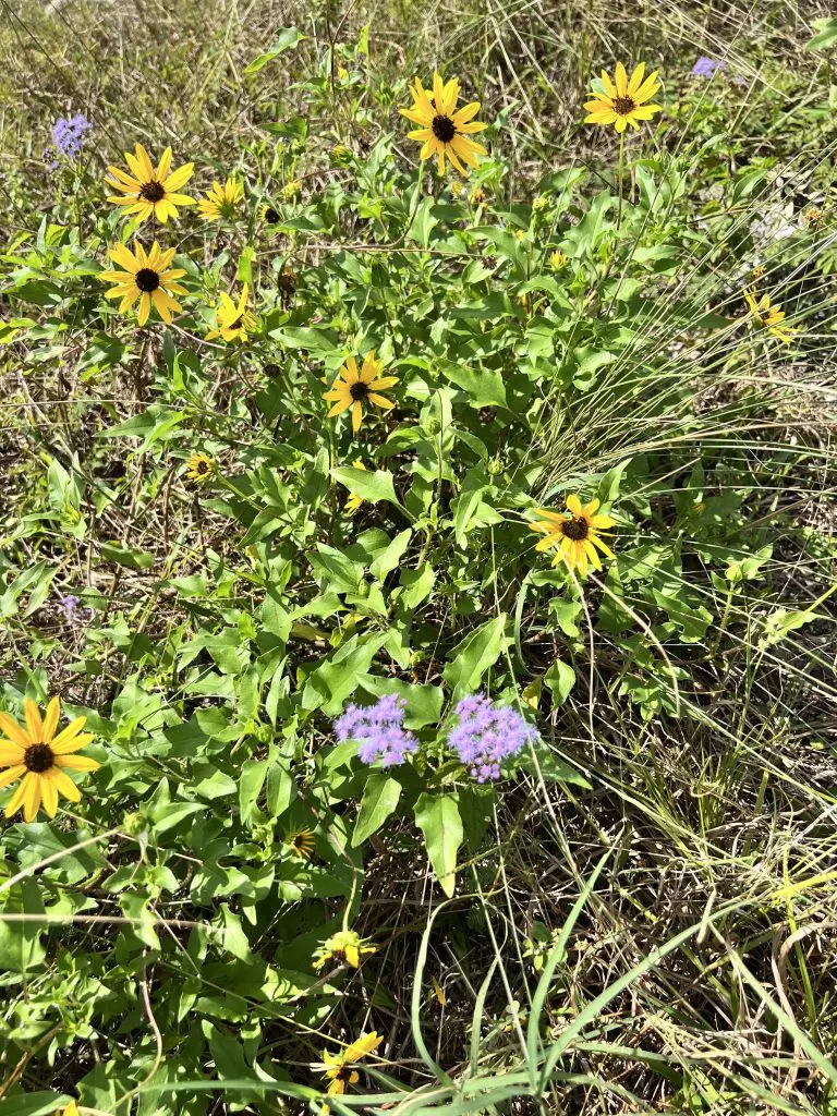 picture of yellow and purple flowers