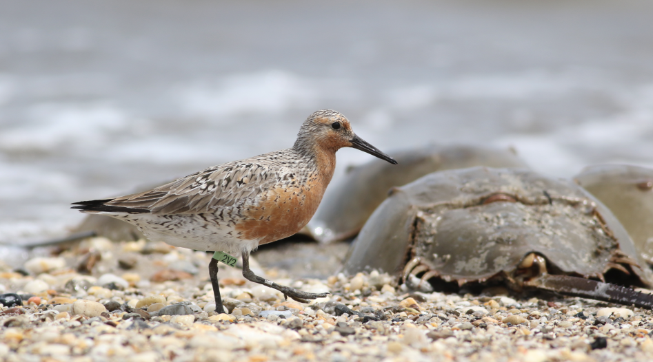 Red-Knot-and-horseshoe-crab
