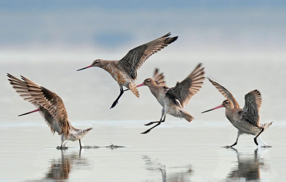 dlife-migratory-birds-journey-